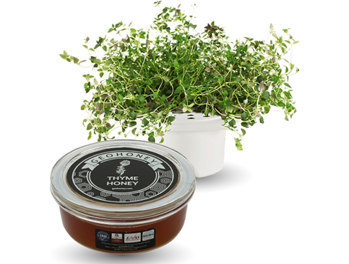 About Thyme Plant